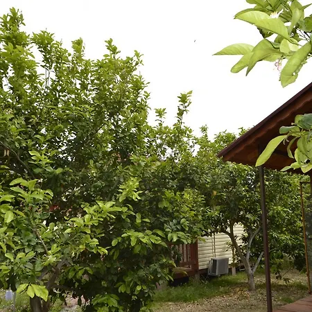 Lemon Camping Bungolows Κάμπινγκ