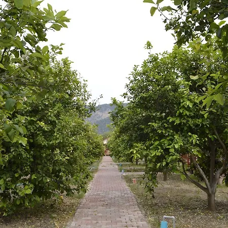 Lemon Camping Bungolows Κάμπινγκ *