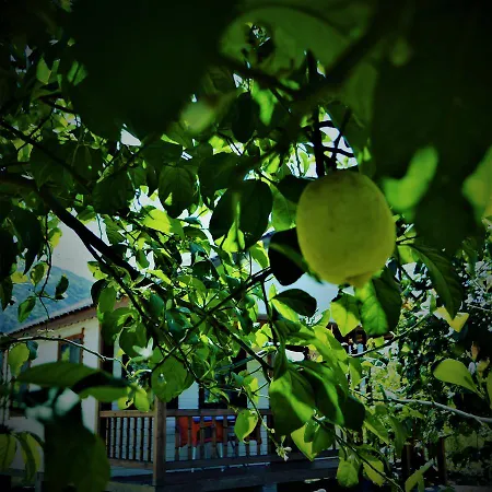 Lemon Camping Bungolows