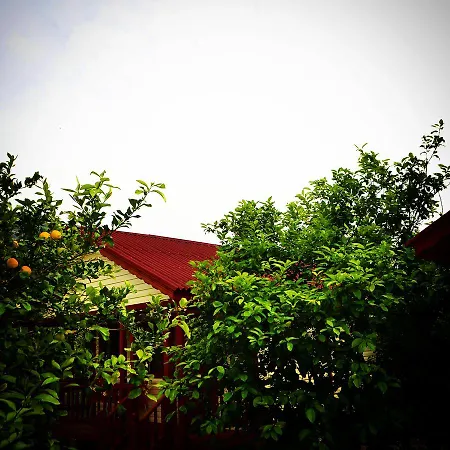Lemon Camping Bungolows *